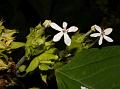 Bracted Glory Bower